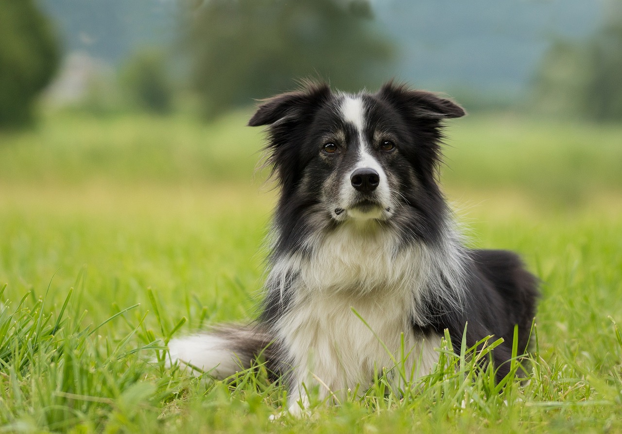 Border Collie close-up portrait
